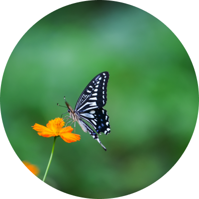 butterfly-orange-flower